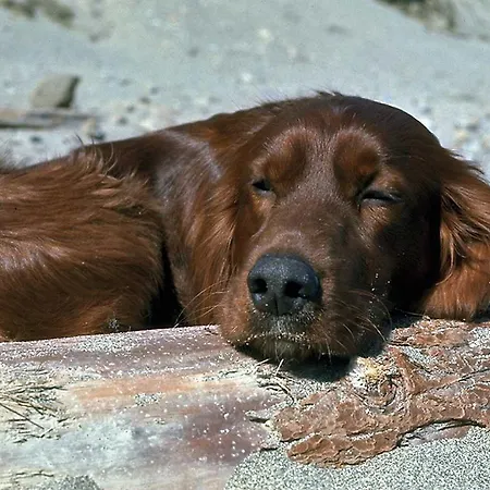 木屋 Chalet Fleuren Malden