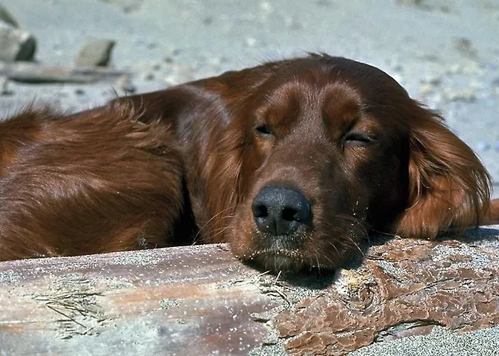 בקתה Chalet Fleuren Malden